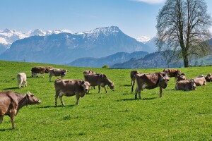 Zbog američkih carina na sir, Švajcarska razmatra klanje 25.000 krava