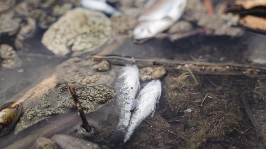 Nezapamćen pomor ribe u reci Raška, ribolovci traže hitnu reakciju nadležnih