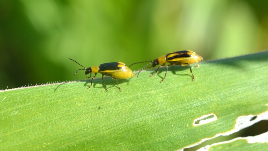 Napad kukuruzne zlatice: Oštećene biljke se povijaju u obliku 'guščjeg vrata'