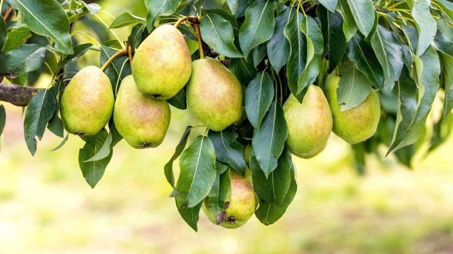 Zelena rezidba voćaka