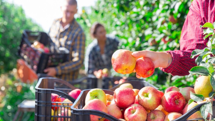 Najbolje sorte za organsku proizvodnju jabučastog voća