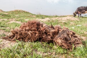 Zenica se hvata u koštac s animalnim otpadom: Osnovat će i preduzeće?