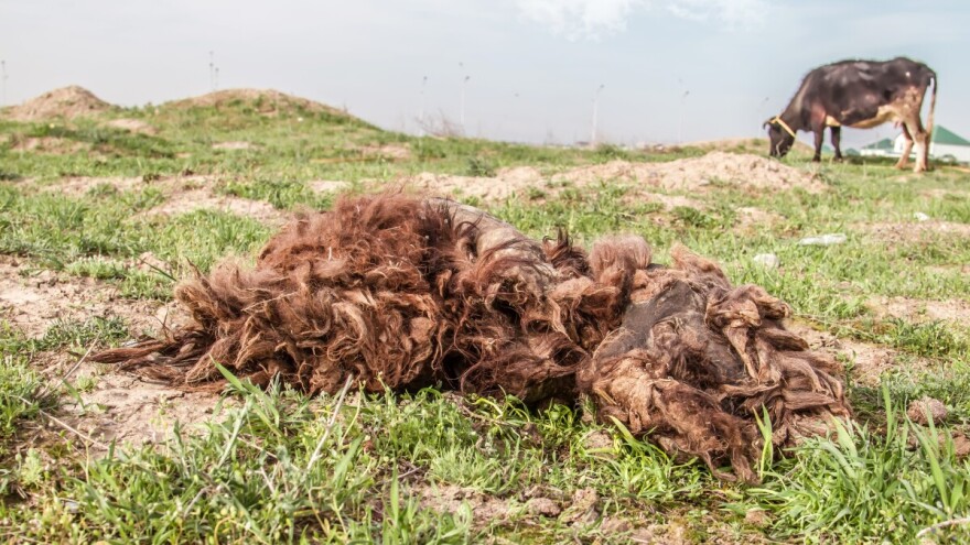 Zenica se hvata u koštac s animalnim otpadom: Osnovat će i preduzeće?