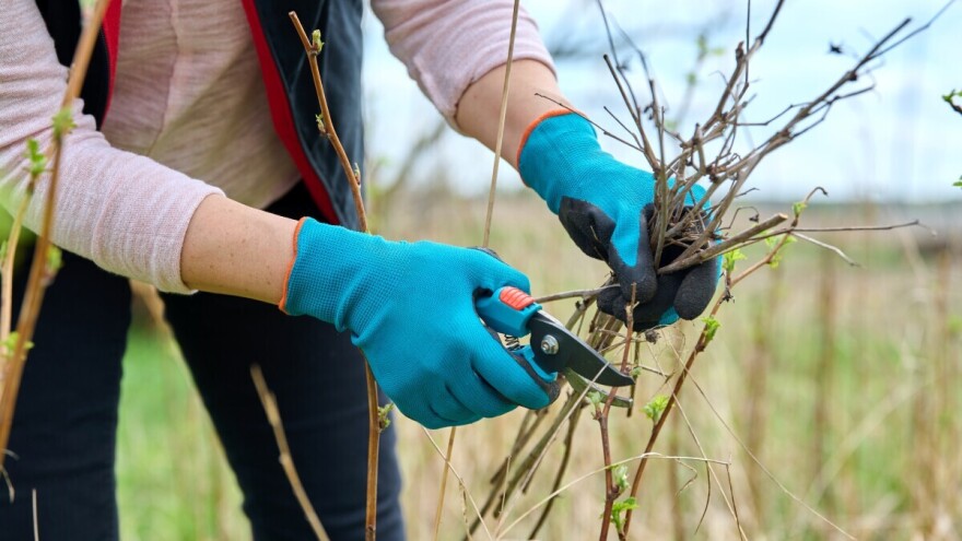Kako pravilno orezati dvorodne sorte maline?
