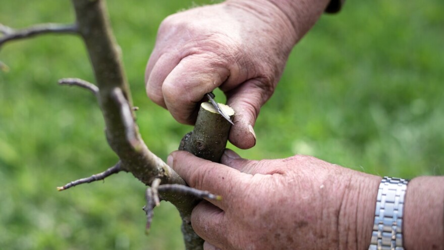 Vrijeme je za cijepljenje