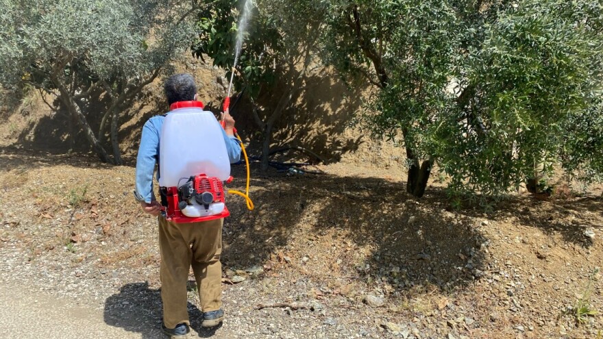 Kojim preparatima tretirati masline nakon rezidbe?