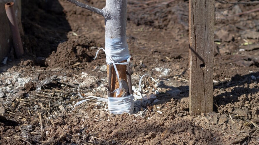 Zaštitite mlada stabla: Naredne sedmice počinje hamsin