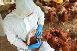 FAO: Ptičja gripa više nije sporadična prijetnja, postaje globalni izazov