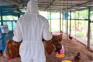Čitava Austrija proglašena područjem visokog rizika od zaraze ptičjom gripom