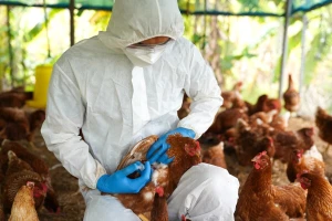 Evropska komisija odobrila dve vakcine protiv ptičjeg gripa