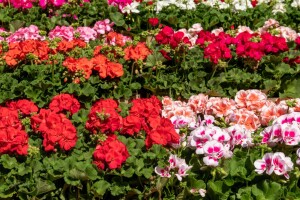 Najčešće bolesti pelargonija