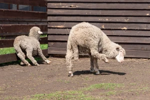 Šuga ovaca - kako je sprečiti, a kako lečiti?