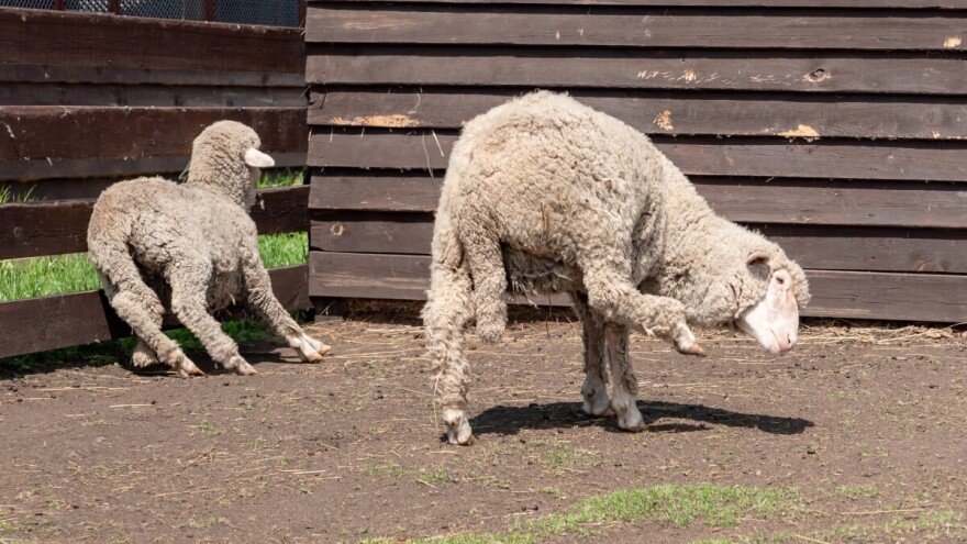 Šuga ovaca - kako je spriječiti, a kako liječiti?