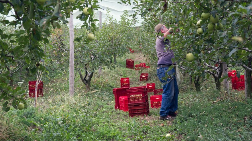 Jabuka iznevjerila Posavinu: "Prinos izuzetno loš"