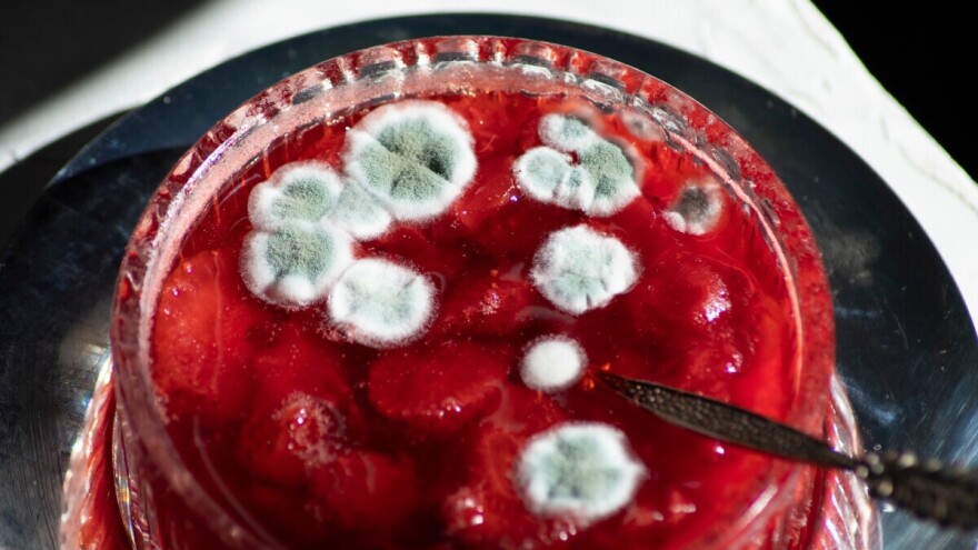 Plesnivi džem najsigurnije je baciti, evo zašto