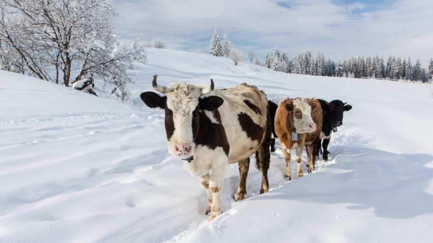 Kako prepoznati tzv. "hladni stres" kod krava?