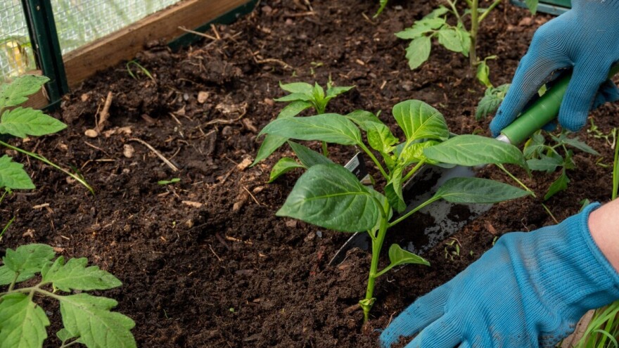 Koje hibride paprike roge birati za vrt i plastenik?