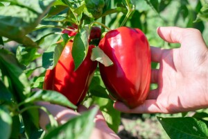 Paprika za ajvar