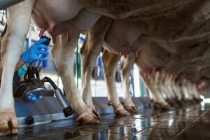 Proizvodnja mlijeka u TK ne daje željene rezultate: Transformirati PPG-ove u održive farme
