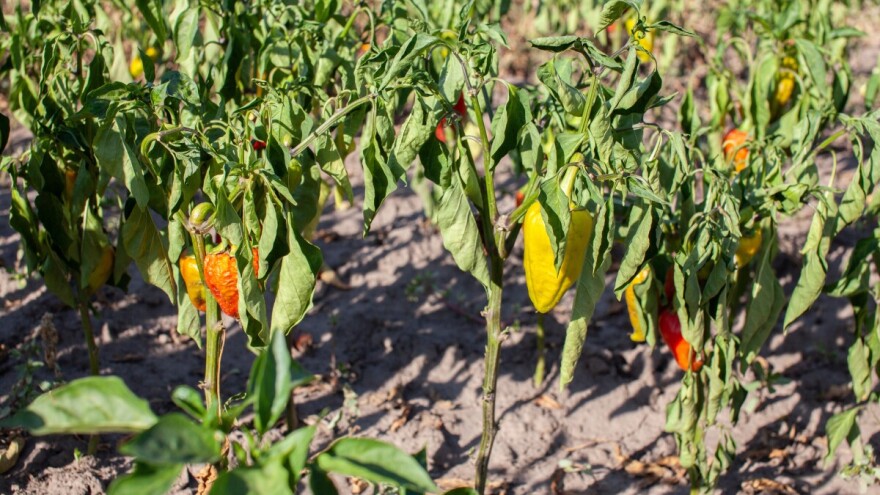 RHMZ upozorava: Biljna proizvodnja pod pritiskom zbog suše i štetočina