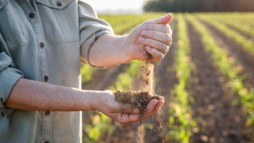 Poljoprivrednici pod pritiskom žege i štetočina: Bez kiše do daljnjeg