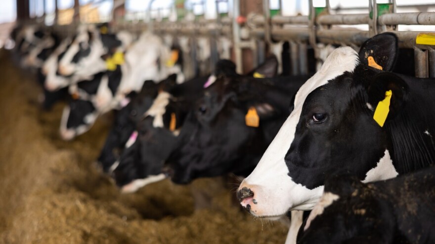 Na snazi nova naredba o mjerama sprječavanja pojave slinavke i šapa te kuge malih preživača!