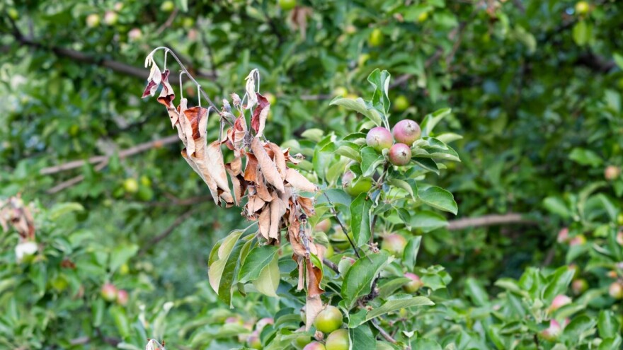 Upozorenje savjetodavne službe: Pojavila se bakterijska palež, evo šta činiti