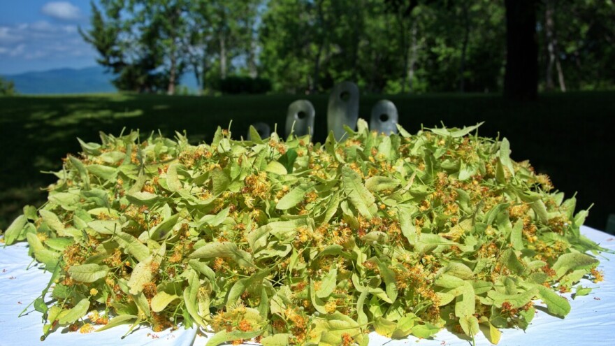 Vrijeme je za lipu: Evo kada i kako je brati uz jednostavan recept za sok