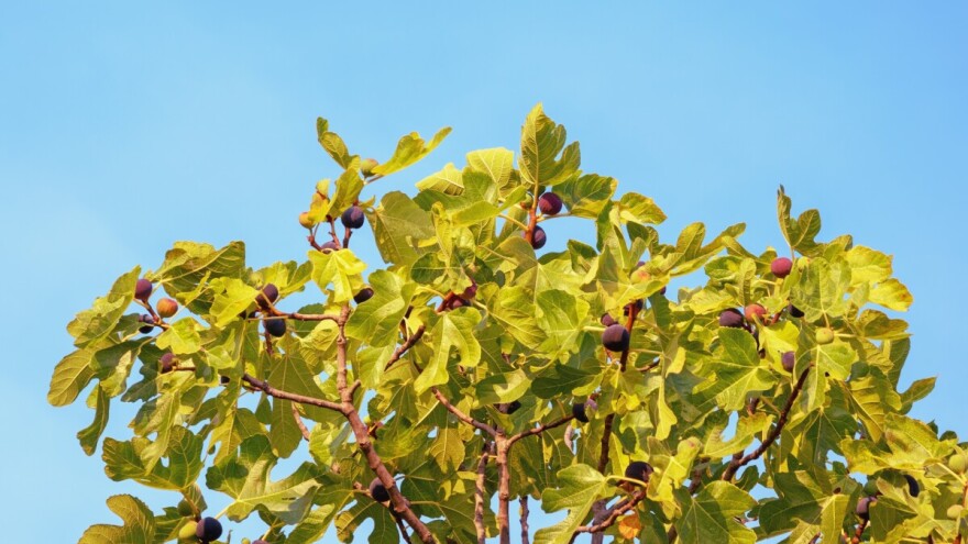 Rezidba smokve u jesen: Kako pravilno oblikovati stablo i zaštititi ga od zime?