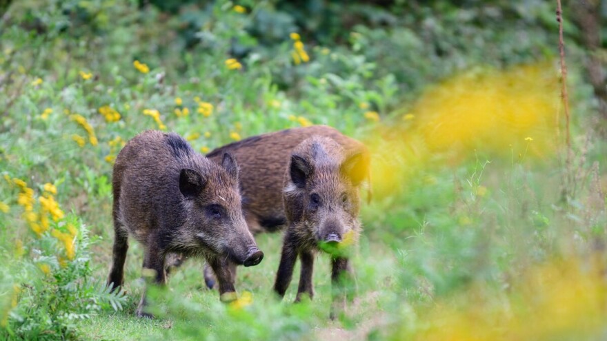 Širi se afrička kuga svinja u dvije evropske zemlje