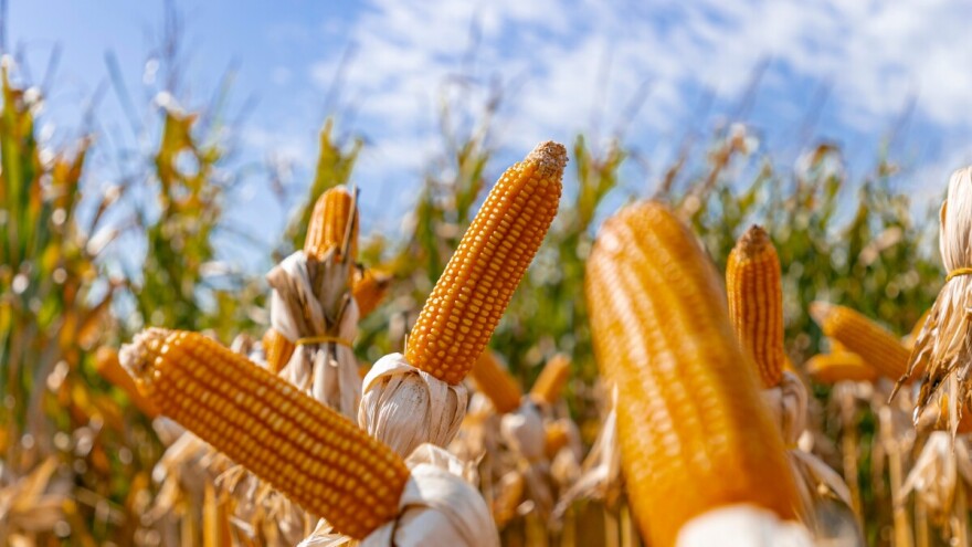 Sačuvali popovopljski kukuruz klečak - nagodinu kreće ozbiljna proizvodnja?