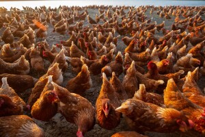 Plastika iz perja: Novi zlatni izvor prihoda za peradare?