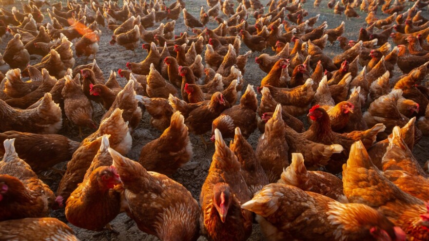 Plastika iz perja: Novi zlatni izvor prihoda za peradare?