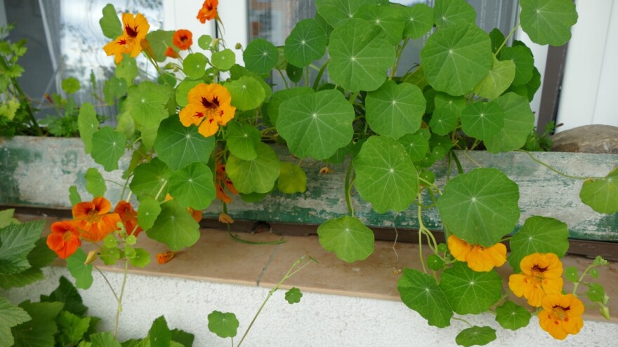 Povratak starinskog cvijeća: Evo zašto dragoljub ponovo osvaja naše vrtove