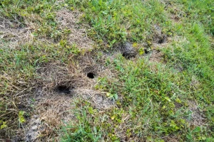 Obratite pažnju na glodare, migrirat će po nicanju biljaka