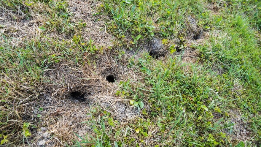 Obratite pažnju na glodare, migrirat će po nicanju biljaka