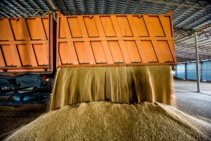 Produktna berza pred izazovima: Dugotrajno niske cene ratarskih kultura pritiskaju poslovanje