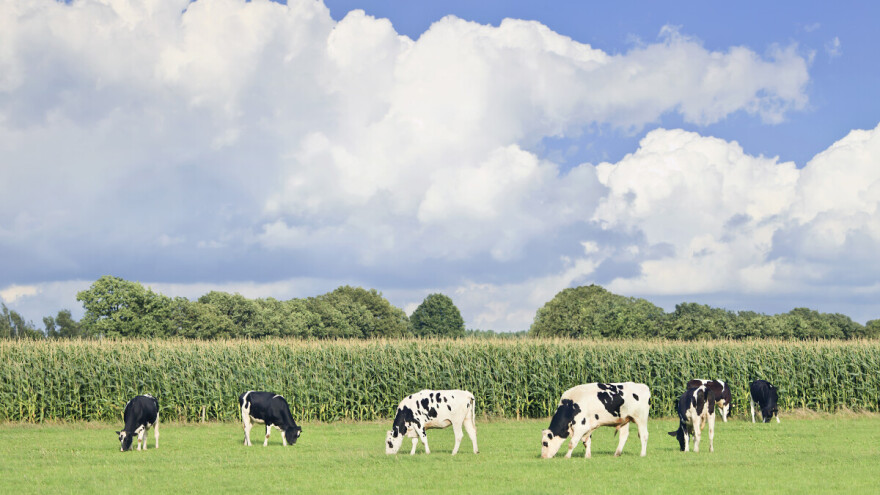 Blago porasle cene hrane u svetu - gde su žitarice u toj priči?