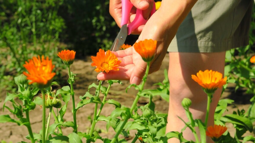 Kako brati, a kako koristiti cvet nevena? Evo predloga i recepata