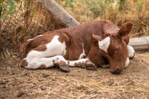 Kada klimatska politika postane eksperiment na kravama: Farmeri svedoče o masovnim uginućima