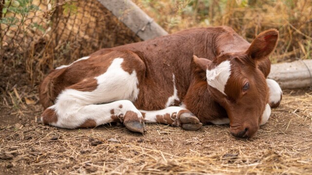 Kada klimatska politika postane eksperiment na kravama: Farmeri svedoče o masovnim uginućima