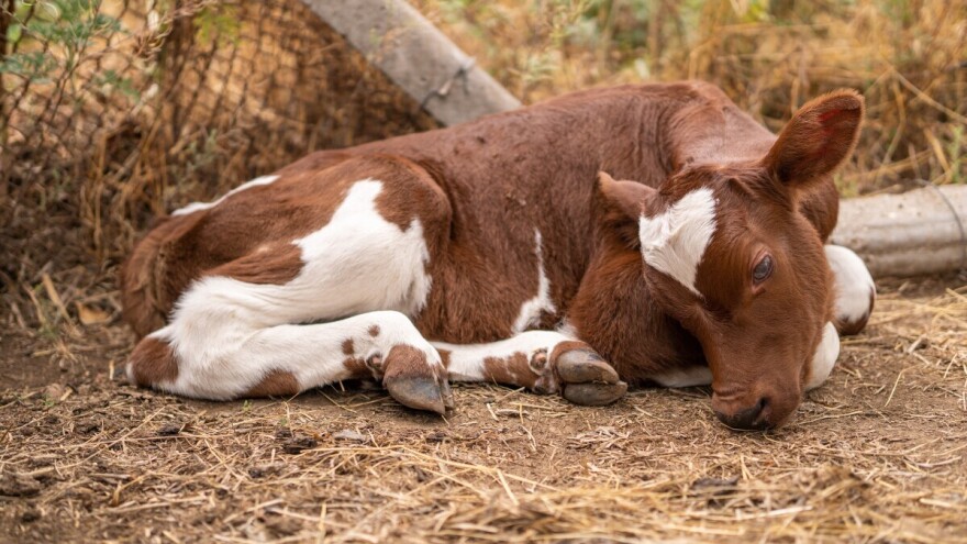 Kada klimatska politika postane eksperiment na kravama: Farmeri svedoče o masovnim uginućima