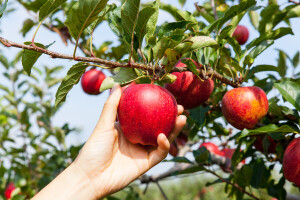Flavonoidi su značajni za naše zdravlje, ali igraju važnu ulogu i za biljke