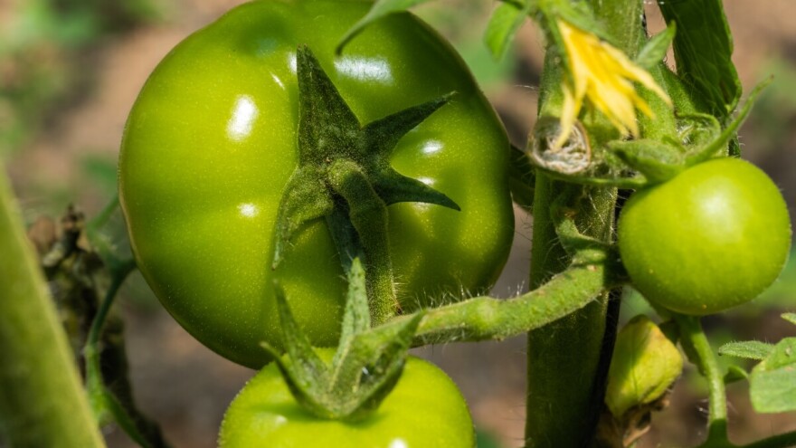 Kako ubrzati dozrijevanje zelenih plodova rajčice u jesen? Evo 5 trikova