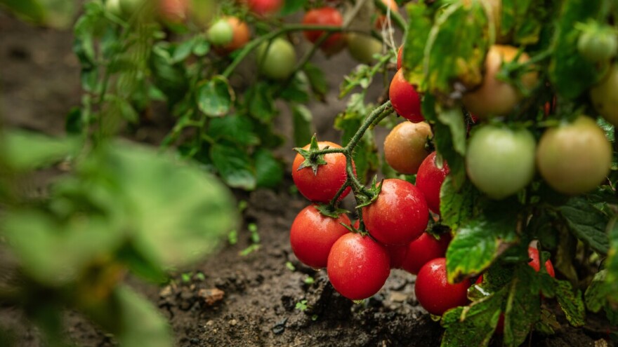 Značaj plodoreda pri ekološkom uzgoju povrća!