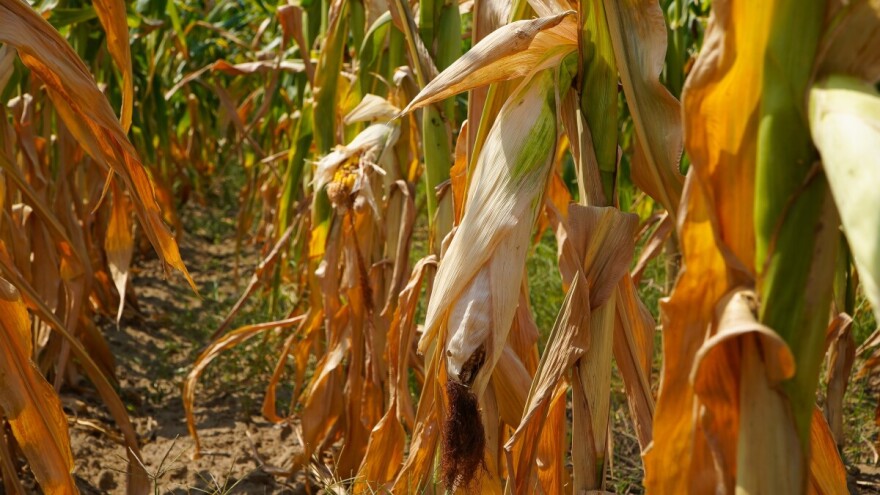 Tropski dani i u septembru - temperature do 36°C