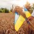 EU ponovno uvela carine i kvote na ukrajinske poljoprivredne proizvode