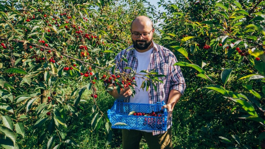 Nedostatak mikroelemenata: kako prepoznati prve simptome kod višanja