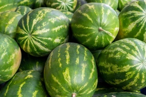 Započela berba lubenica u dolini Neretve - čega se boje proizvođači?