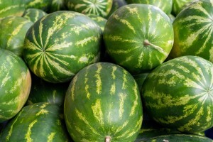 Započela berba lubenica u dolini Neretve - čega se boje proizvođači?